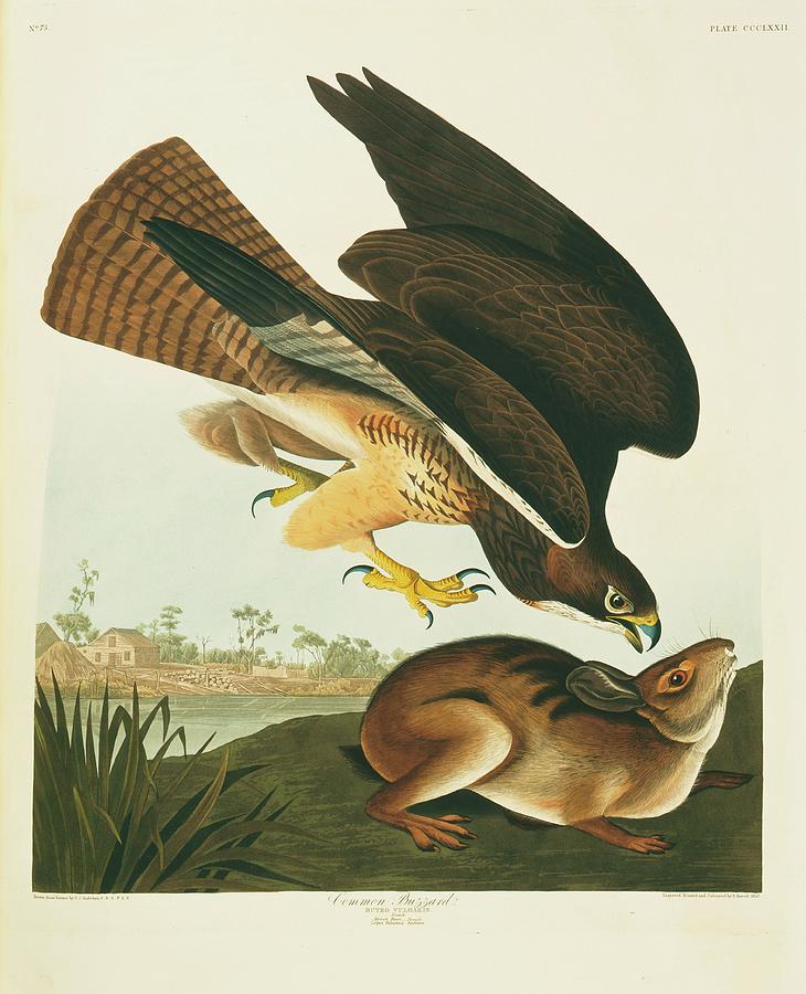 Swainsons Hawk And Prey Photograph by Natural History Museum, London/science Photo Library