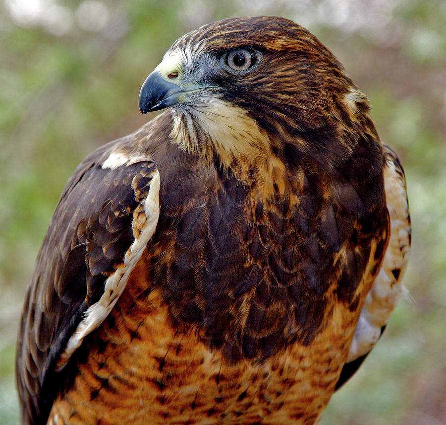 Swainsons Hawk Profile Photograph by Ed Riche