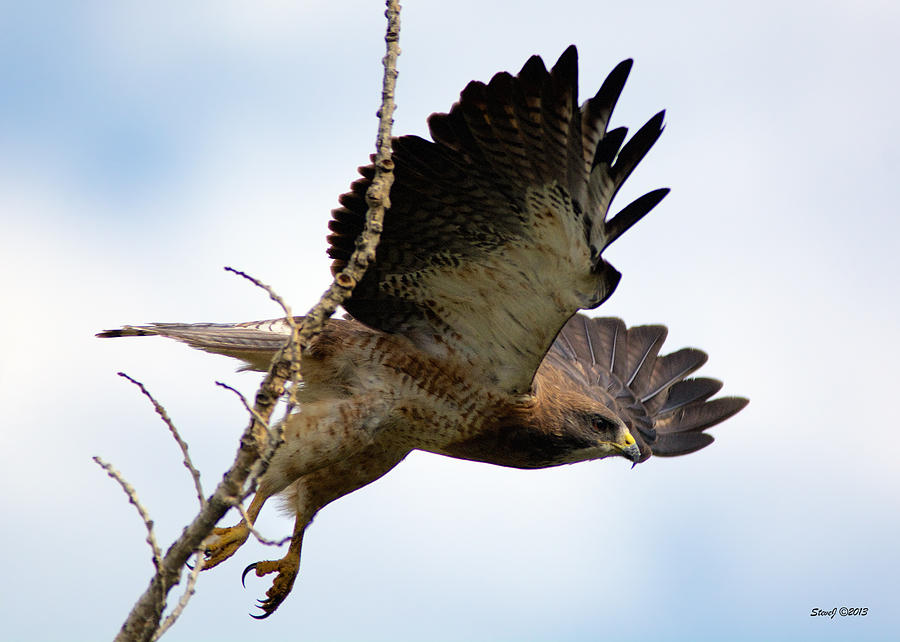 Swainsons Hawk Taking Flight Photograph by Stephen Johnson