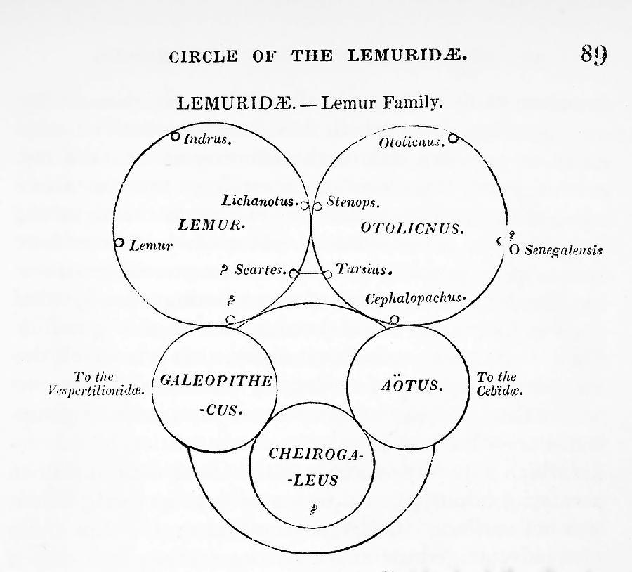 Swainson's Quinary Taxonomy by Paul D Stewart