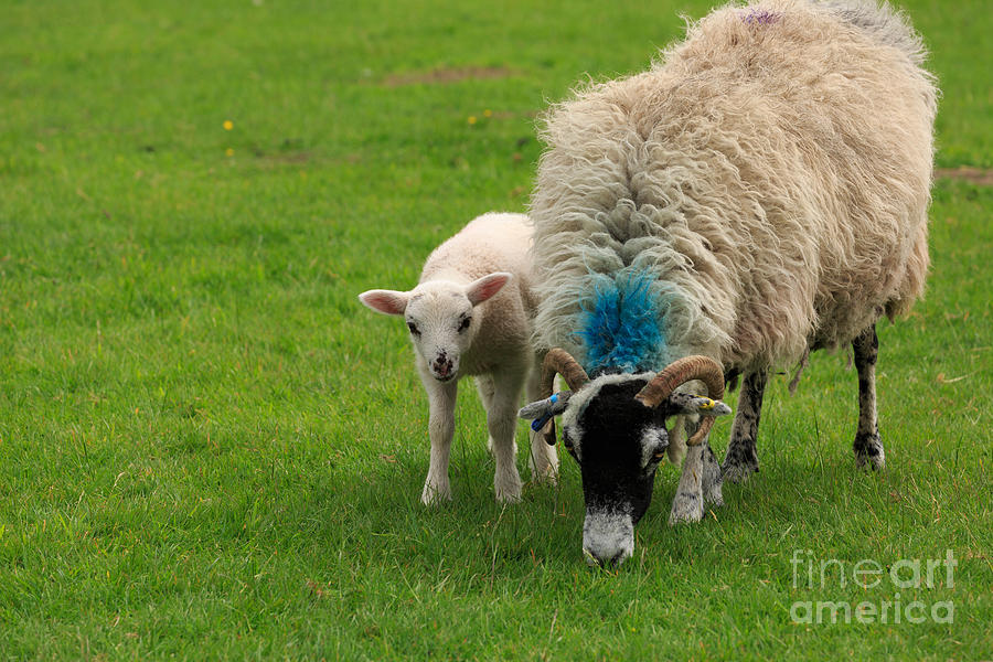 Swaledale sheep with lamb Photograph by Louise Heusinkveld