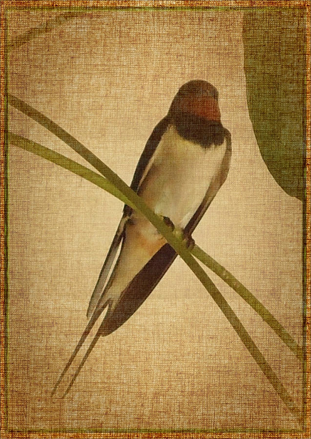 Swallow at rest Digital Art by Cati Simon - Pixels