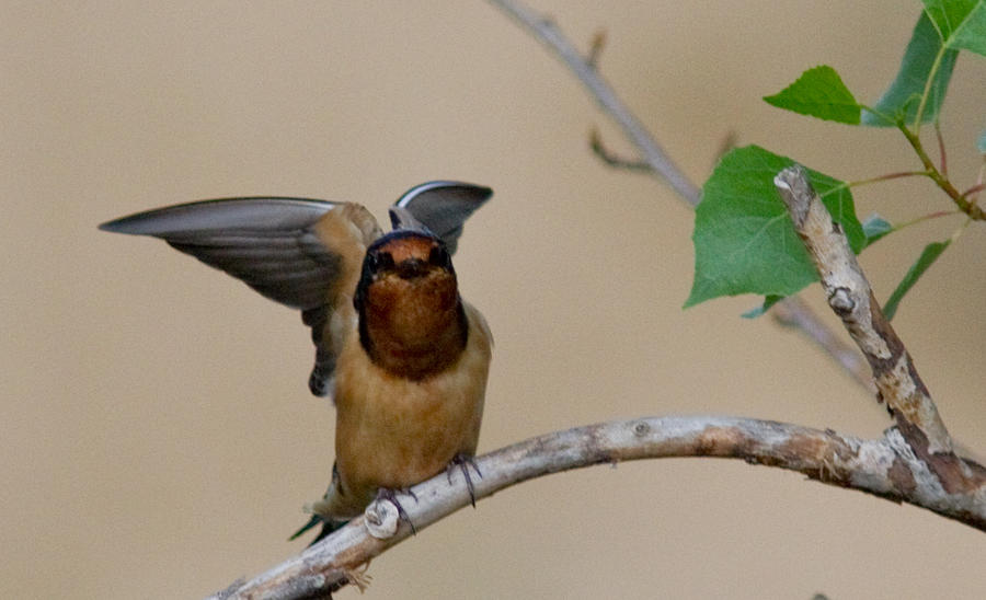 Swallow Photograph - Swallow by Brian Williamson