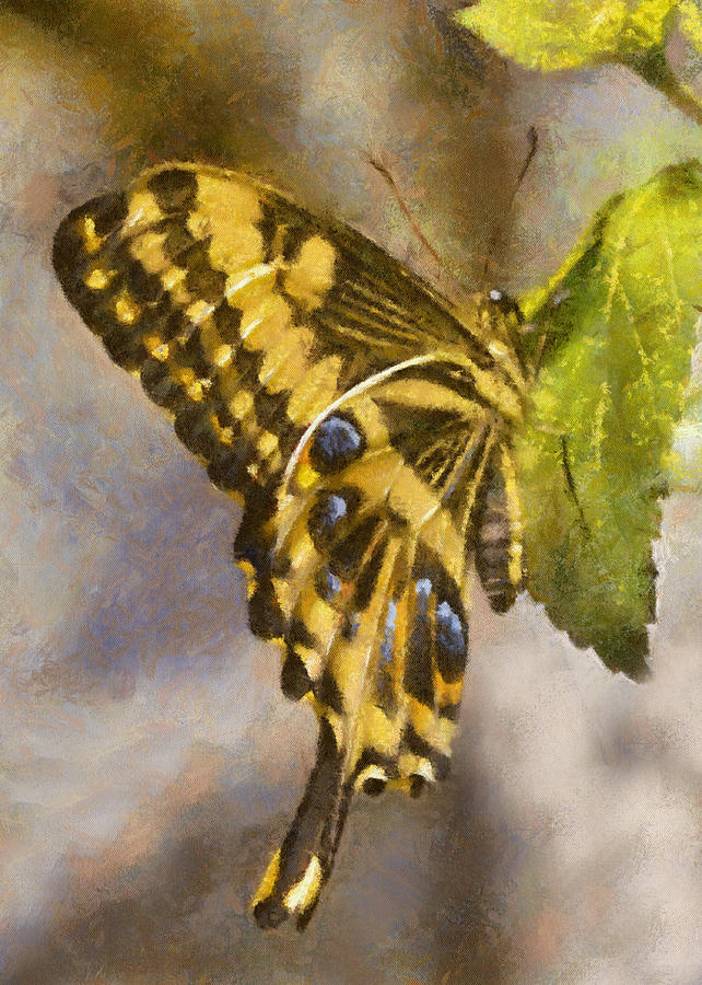 Swallowtail  Butterfly Digital Art by Charmaine Zoe