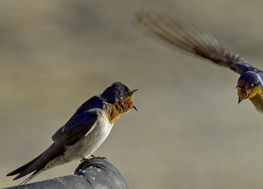 Bird Photograph - Swallow fight by Mr Bennett Kent