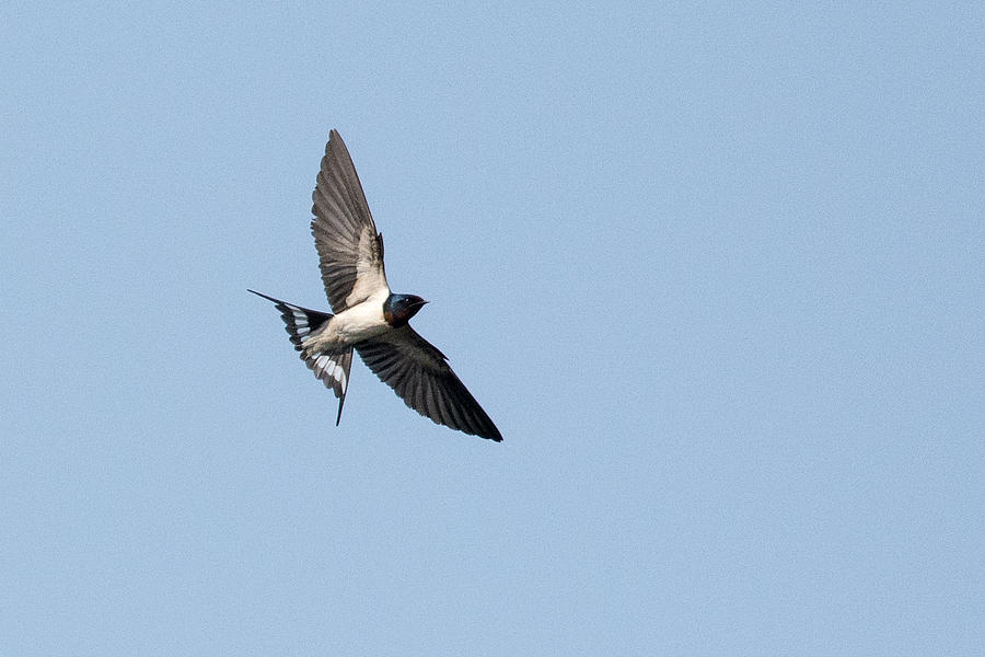 Swallow In Flight Photograph by Fotosas Photography