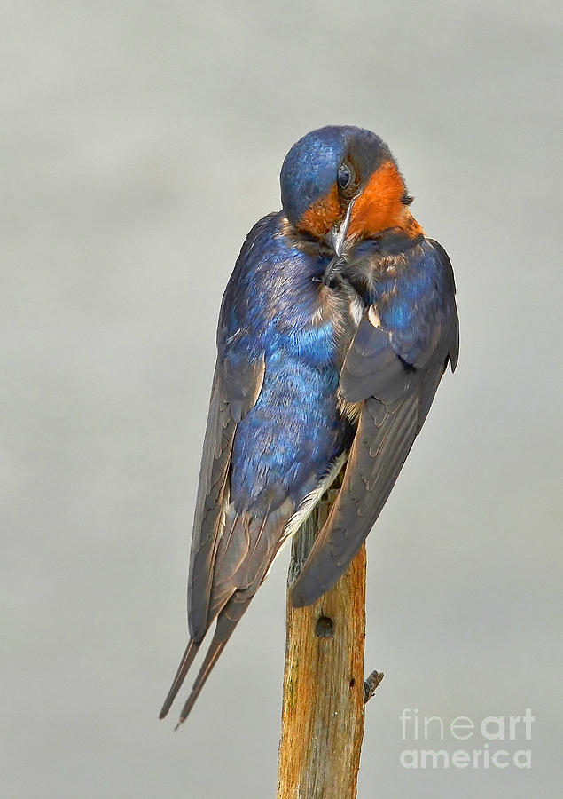 Swallow Photograph by Kathy Baccari