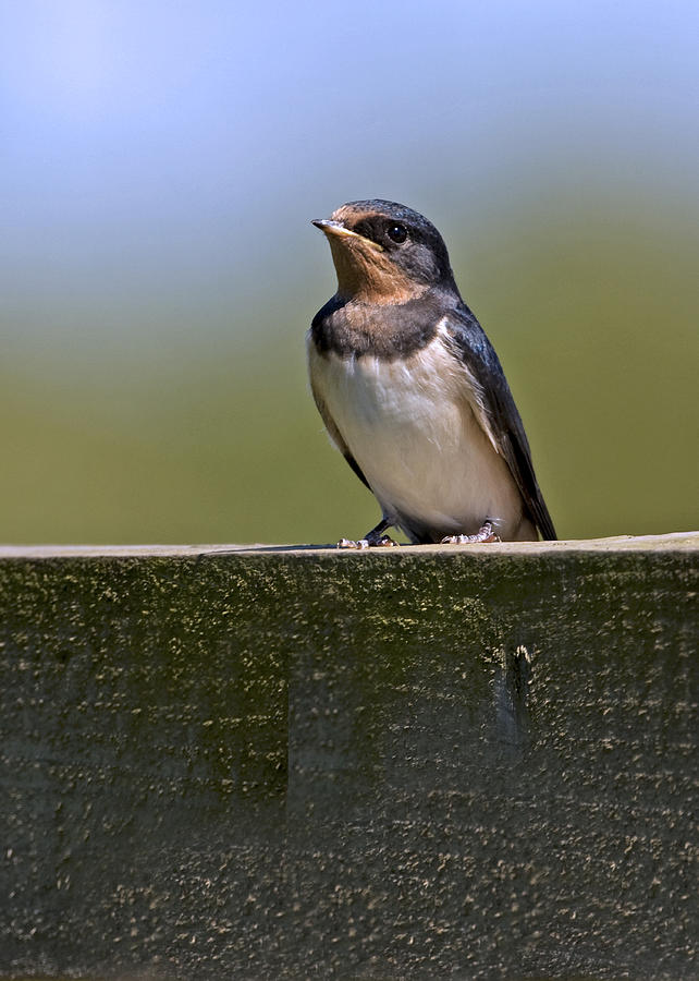 Swallow Photograph by Paul Scoullar