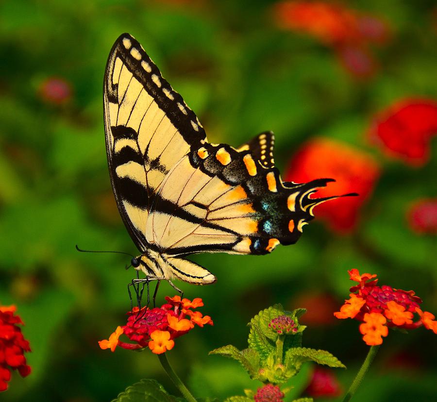 Butterfly Photograph - Swallow Tail by Abbie Loyd Kern