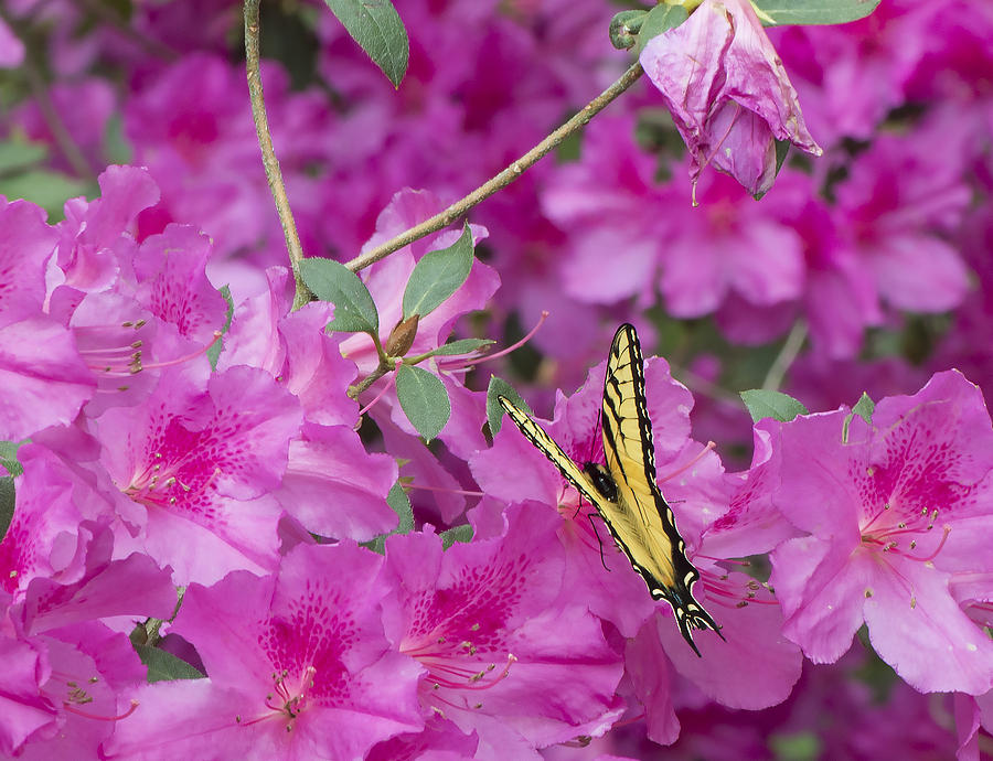 Flower Photograph - Swallow Tailed Butterfly on the Azaleas 002 by Phil And Karen Rispin