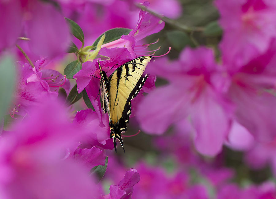 Butterfly Photograph - Swallow tailed butterfly on the Azaleas. by Phil And Karen Rispin