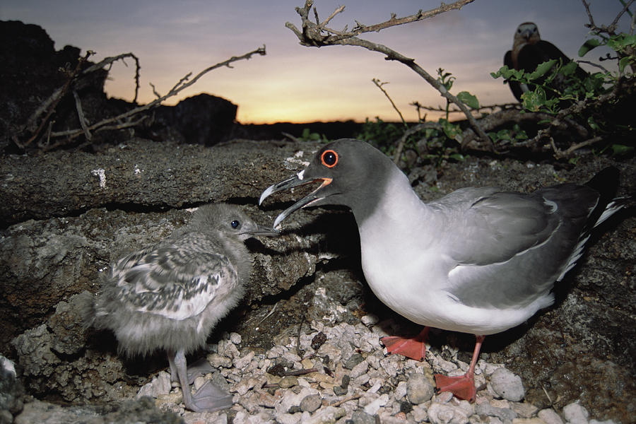 Swallow-tailed Gull And Chick In Pebble Photograph by Tui De Roy