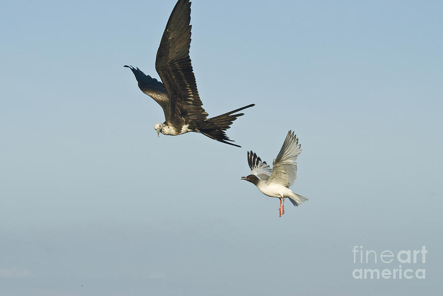Swallow-tailed Gull Chasing Great Photograph by William H. Mullins