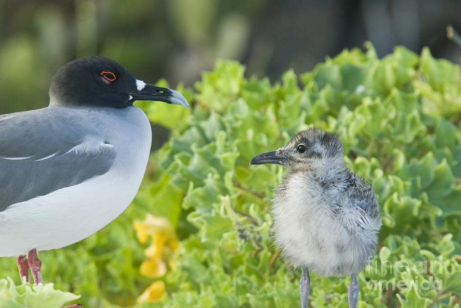 Swallow-tailed Gull Chick And Adult Photograph by William H. Mullins