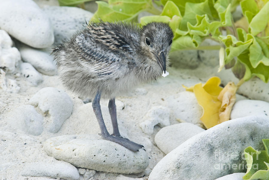 Swallow-tailed Gull Chick Photograph by William H. Mullins