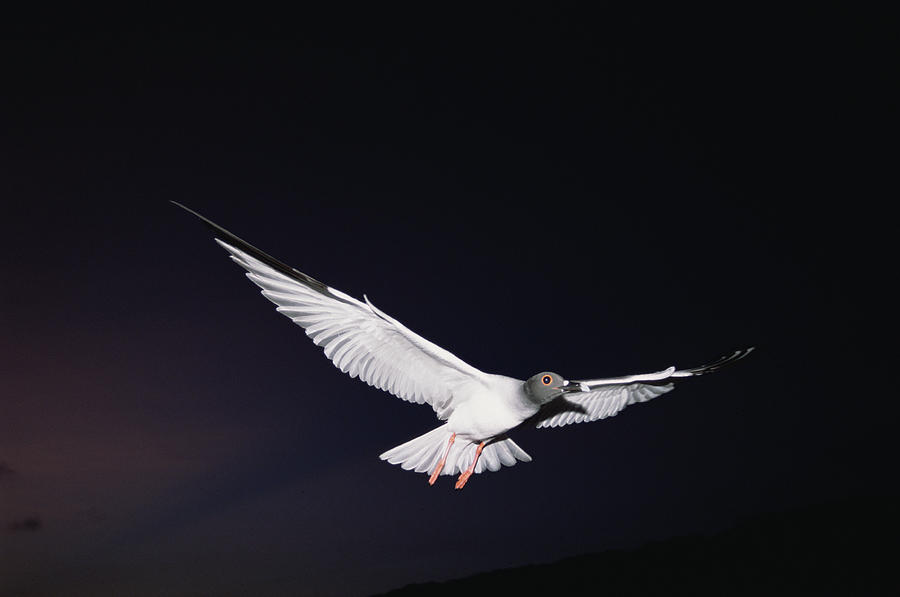 Swallow-tailed Gull Departs At Dusk Photograph by Tui De Roy