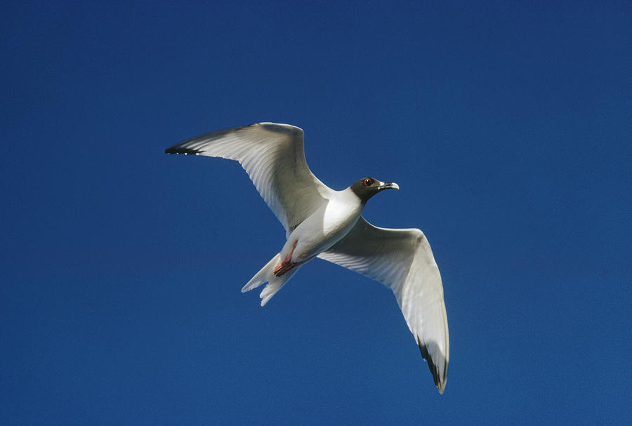 Swallow-tailed Gull Flying Galapagos Photograph by Tui De Roy