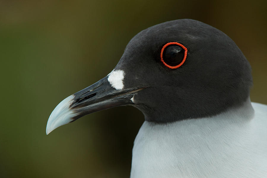 Swallow Photograph - Swallow-tailed Gull (larus Furcatus by Pete Oxford