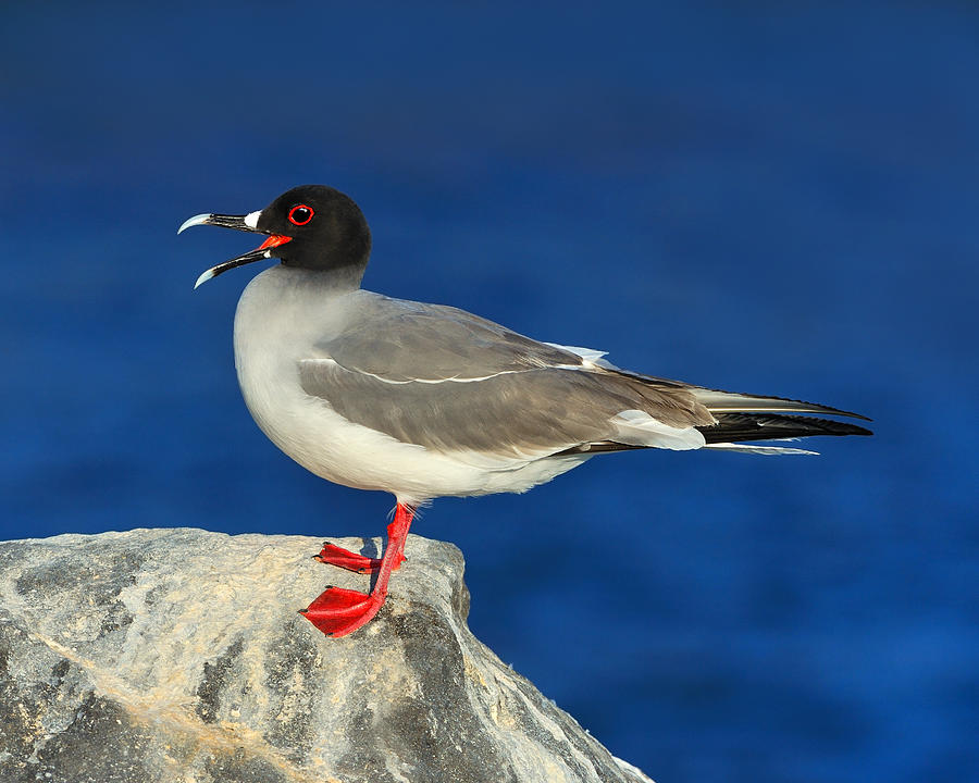 Swallow-tailed Gull Photograph by Tony Beck