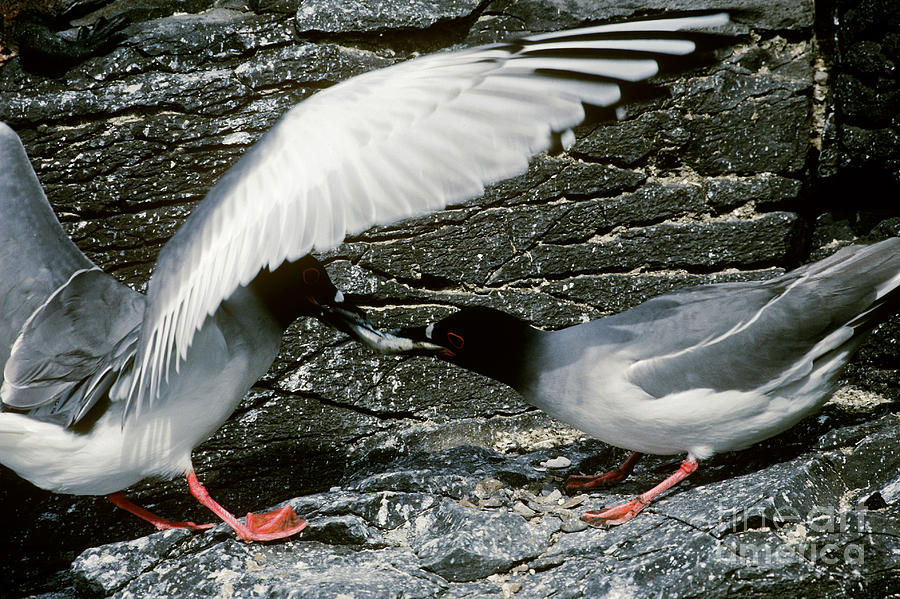 Seagull Photograph - Swallow-tailed Gulls by Art Wolfe