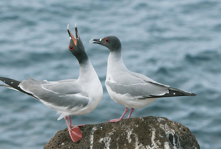 Swallow-tailed Gulls Courting Galapagos Photograph by Kevin Schafer