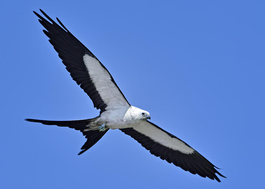 Swallow-tailed Kite Photograph by Bill Dodsworth - Fine Art America