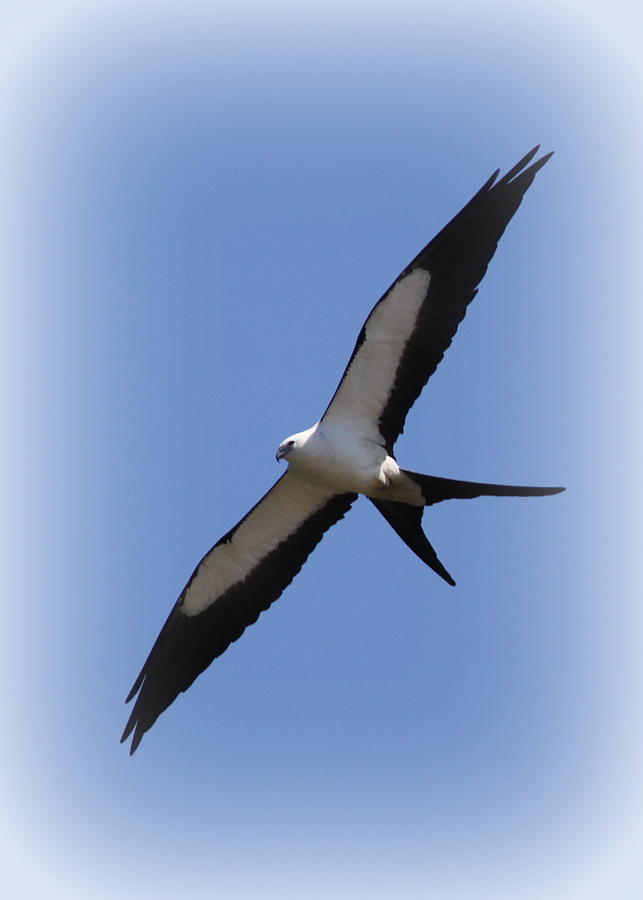 Swallow-tailed Kite Photograph - Swallow-tailed Kite by Travis Truelove