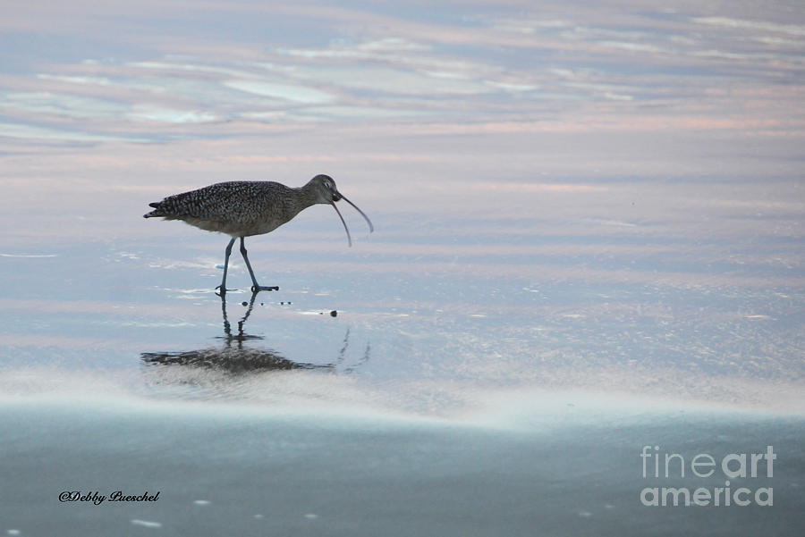 Sunset Photograph - Swallowing a Crab by Debby Pueschel