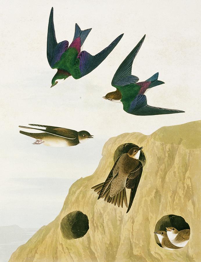 Swallows And Martins Photograph by Natural History Museum, London/science Photo Library