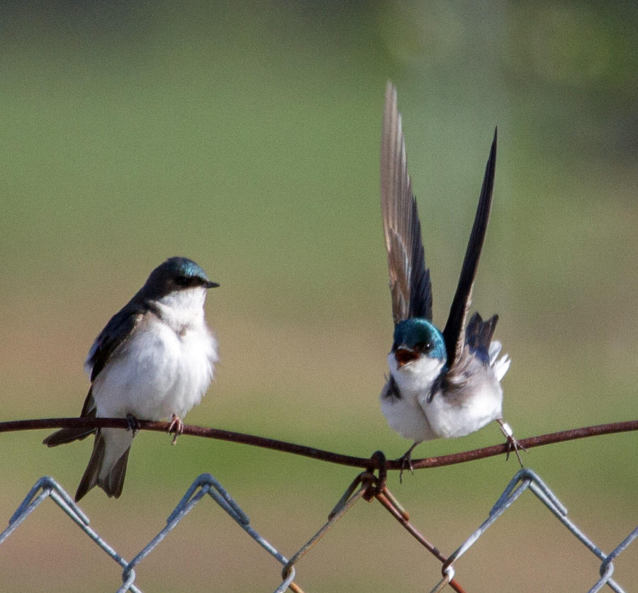 Swallow Photograph - Swallows by Dee Carpenter