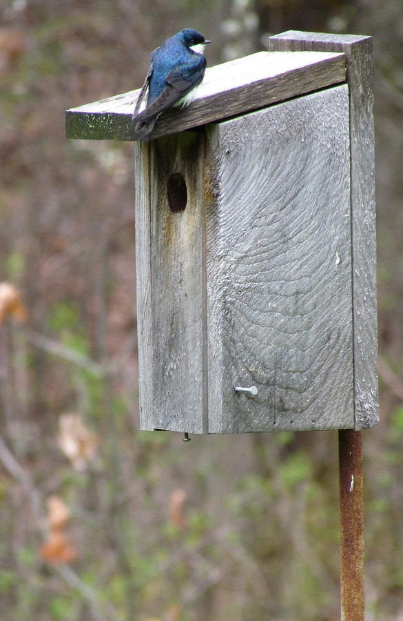 Swallows Make Good Neighbors Photograph by Betty Pieper