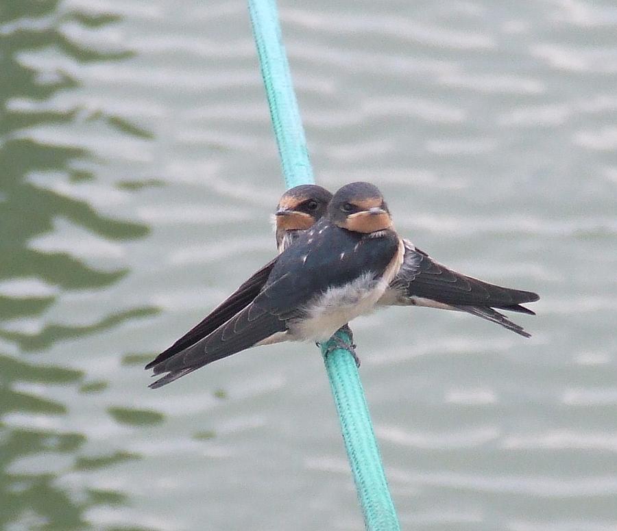 Swallows Photograph by Sandra Muirhead