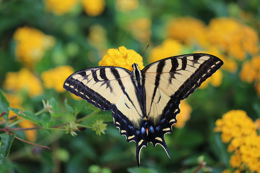 Swallowtail - 1 Photograph by Christy Pooschke
