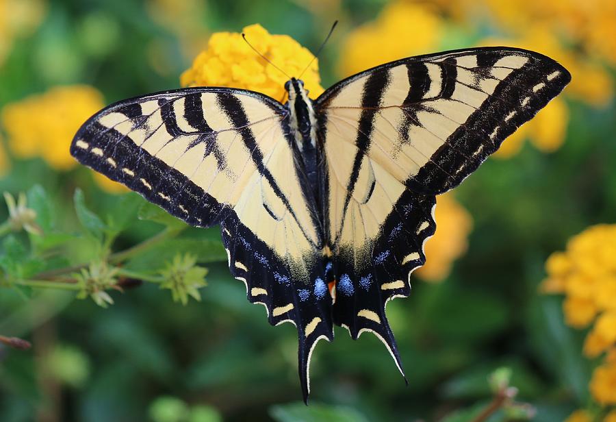 Swallowtail - 2  Photograph by Christy Pooschke