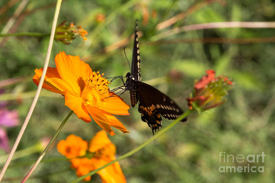 Swallowtail 2 Photograph by Jim McCain