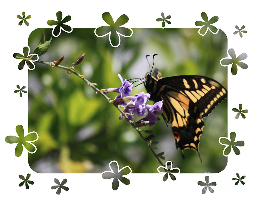 Swallowtail 4 With Flower Framing Photograph