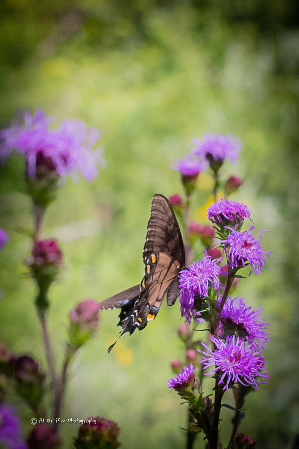 Swallowtail Photograph by Al Griffin