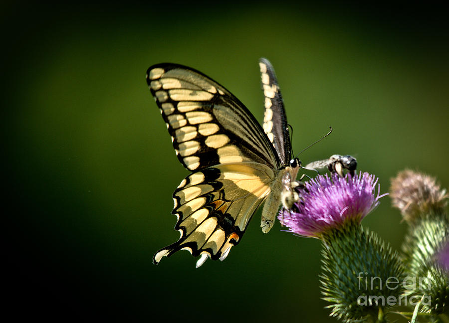 Swallowtail and Friends Photograph by Cheryl Baxter