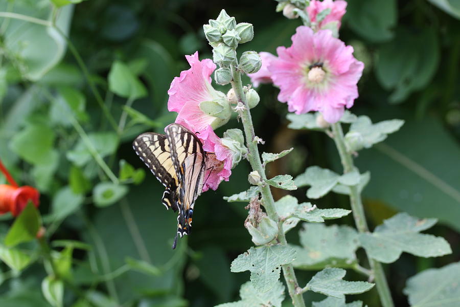 Swallowtail and Hollyhock Photograph by Lucinda VanVleck