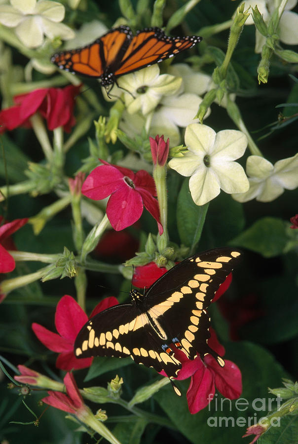 Swallowtail And Monarch Photograph by Jim Corwin