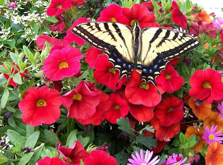 Swallowtail and  Petunias Painting by Sharon Duguay