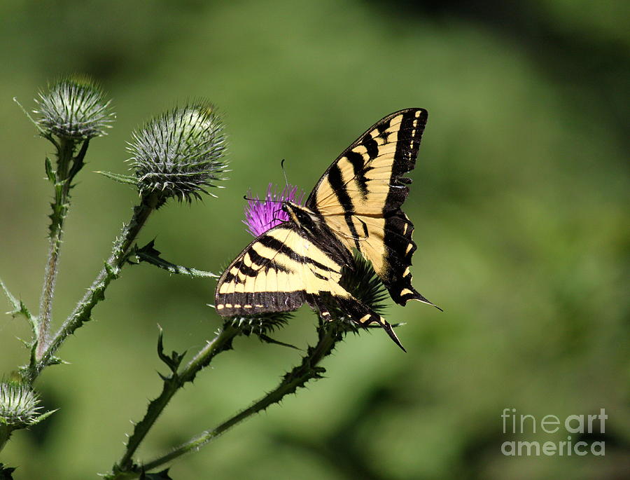 Butterfly Photograph - Swallowtail and Thistle by Erica Hanel