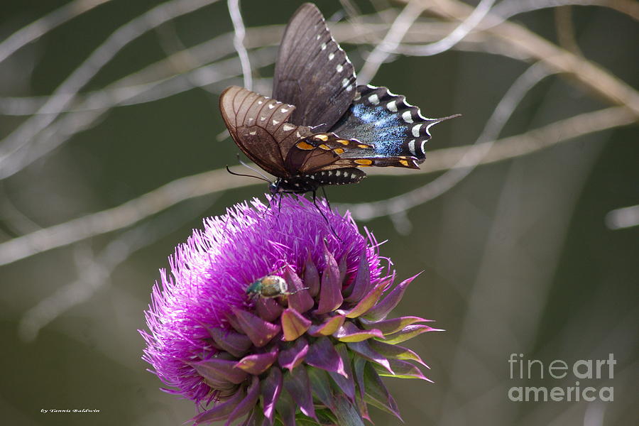 Butterfly Photograph - Swallowtail and Thistle by Tannis  Baldwin