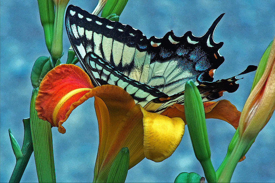 Butterfly Photograph - Swallowtail and Tiger lily by William Walker