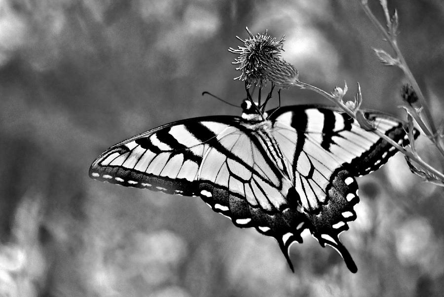 Swallowtail At Rest Ins 69 Photograph by Gordon Sarti