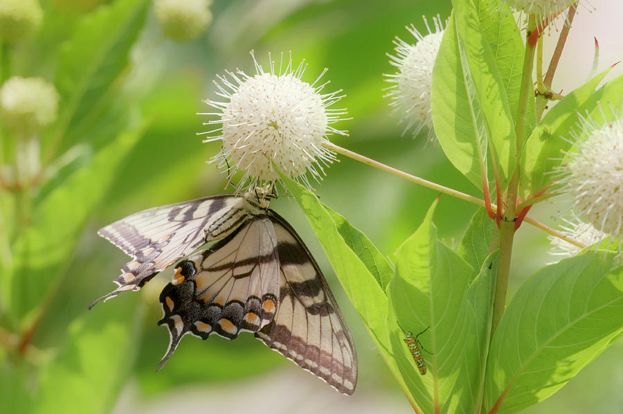 Swallowtail Buttefly On A Button Bush Photograph by Maria Mosolova/science Photo Library