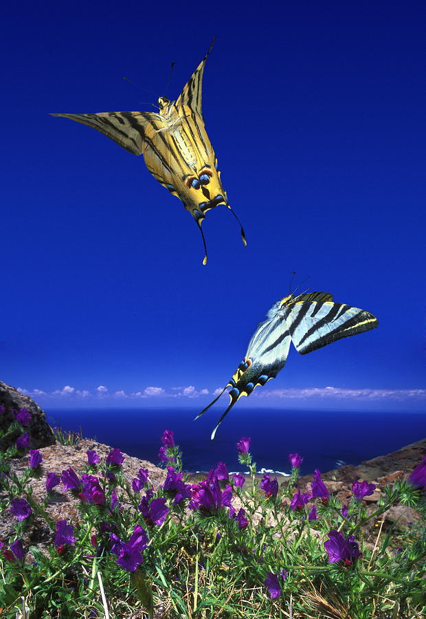 Swallowtail Butterflies Photograph by Dr. John Brackenbury/science Photo Library