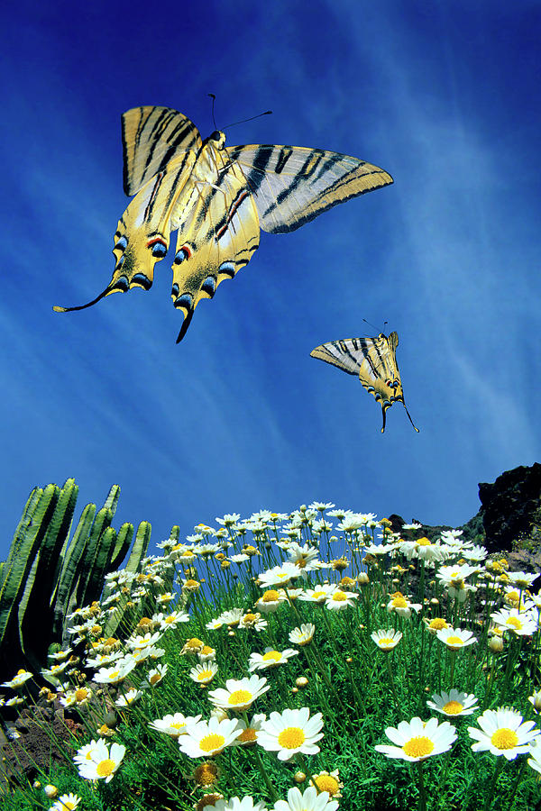 Swallowtail Butterflies In Flight Photograph by Dr. John Brackenbury/science Photo Library