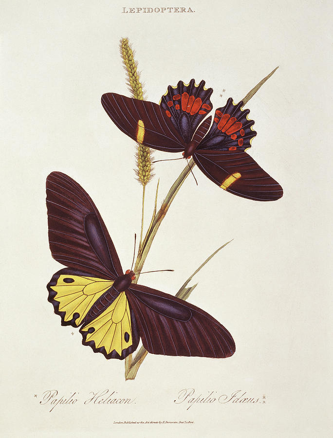 Swallowtail Butterflies Photograph by Natural History Museum, London/science Photo Library