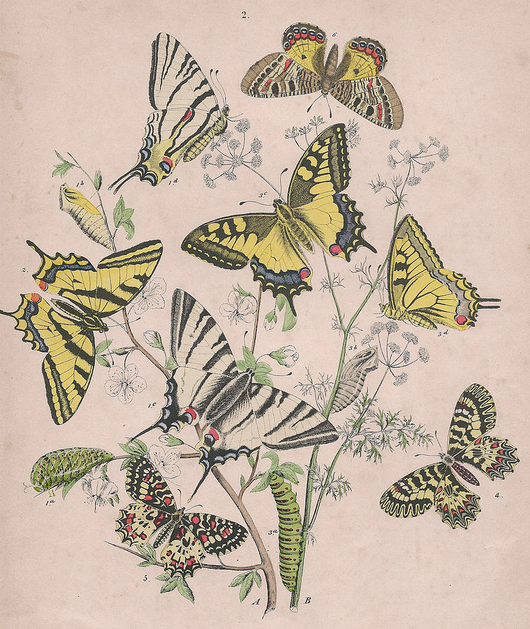 Butterfly Drawing - Swallowtail Butterflies - Papilionidae by W Kirby